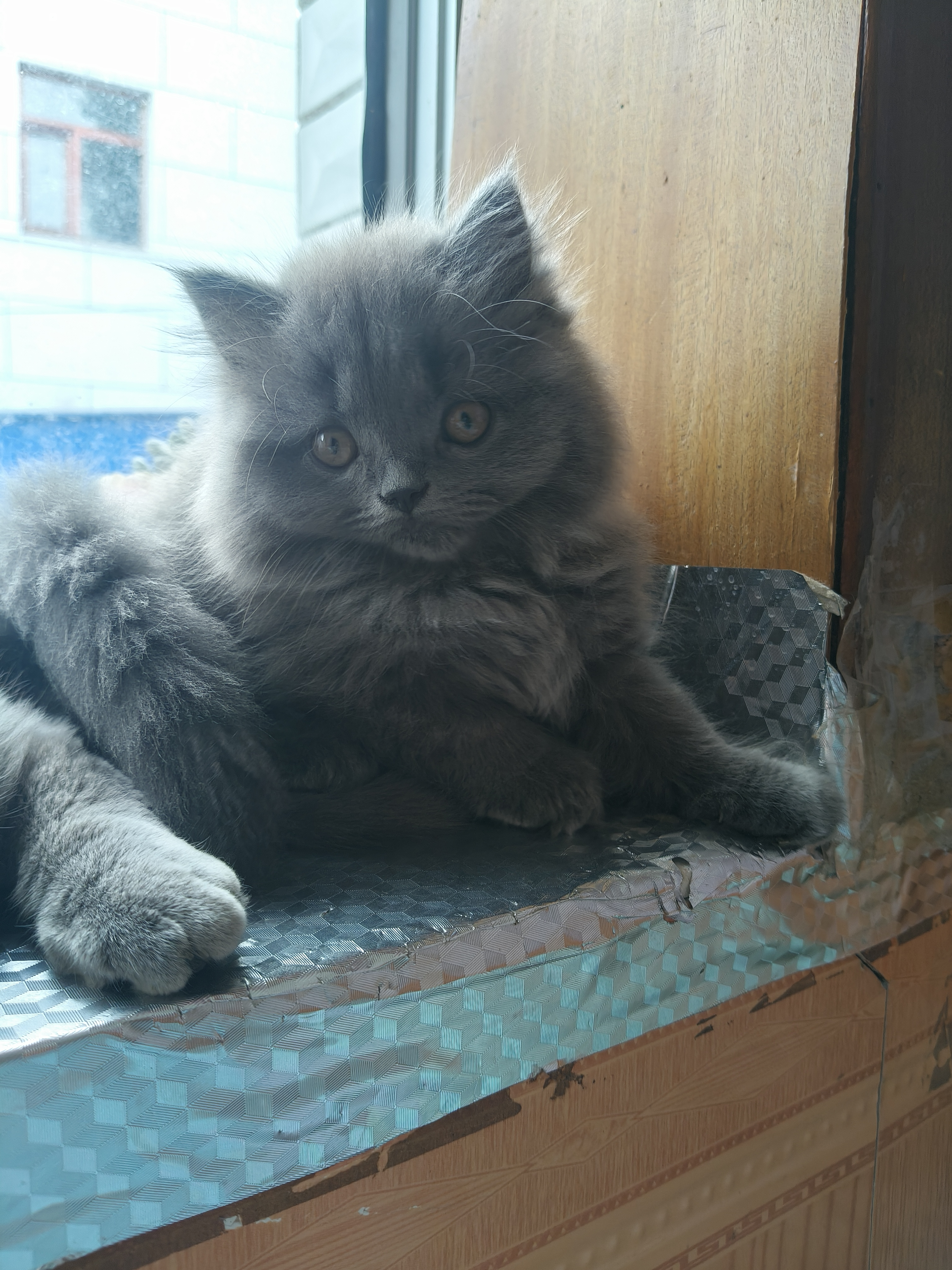 蓝猫妹妹还有一只价格不高，喜欢的私聊问价